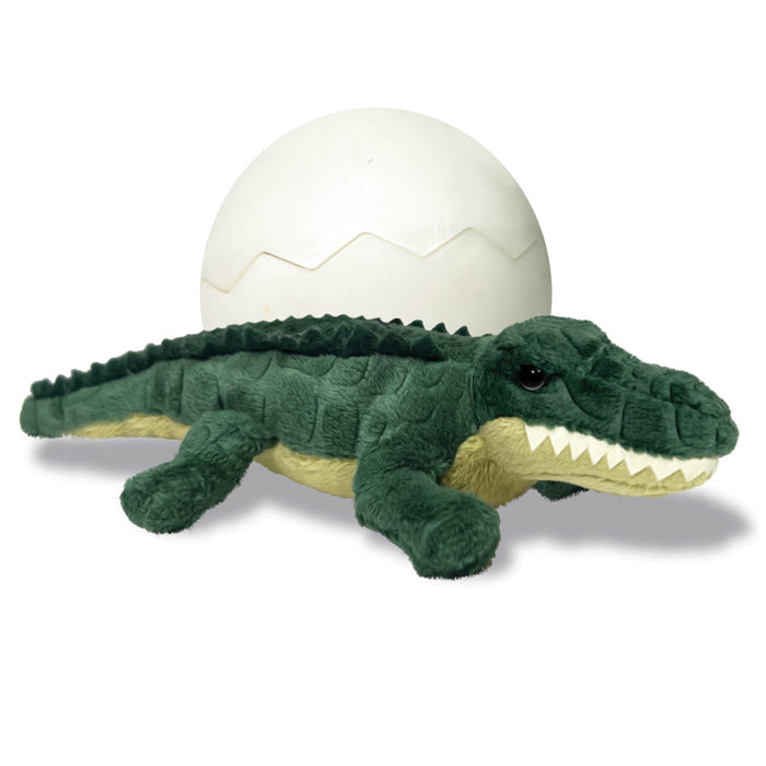 Hatchling - Alligator