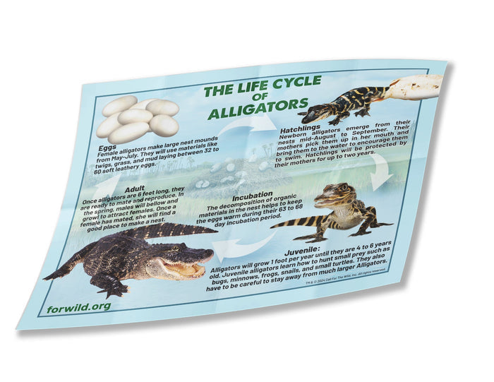 Hatchling - Alligator